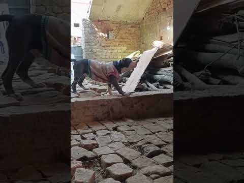 xxl American bully #shortvideo #trending #trending #tauseef #americanbully #americanbully #pi