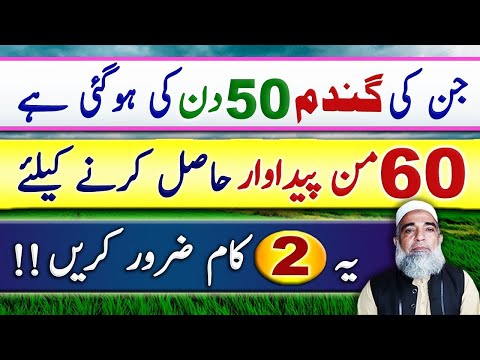 Instructions for Wheat crop of 50 days to get maximum yield || Crop Reformer