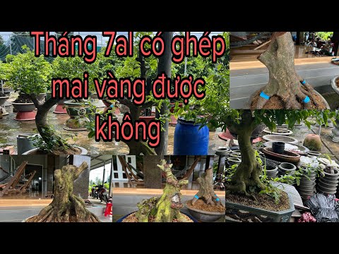 Tháng 7al có ghép mai vàng tốt không ?