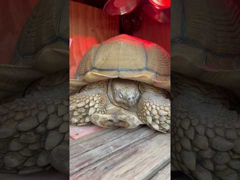 Sweet dreams Tippy 🐢😴