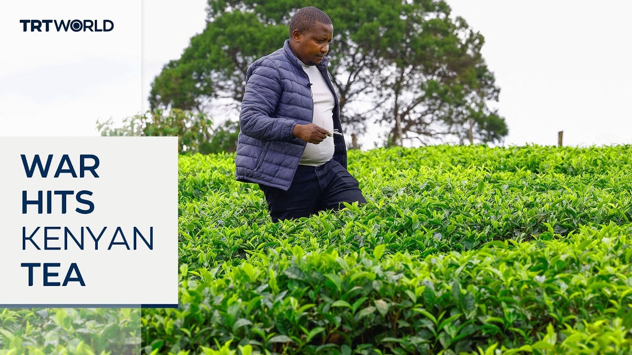 Kenya’s tea industry hit by war-driven shipping disruptions