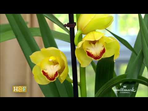 , title : 'CYMBIDIUM ORCHID Care : Repeat Flowering Step by Step /Shirley Bovshow'