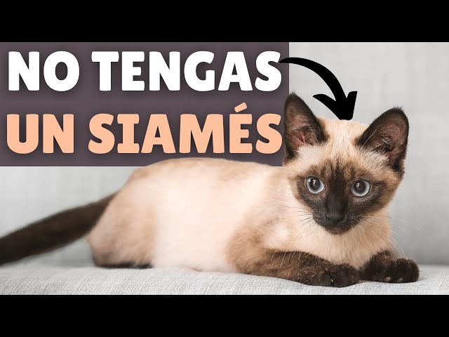 Vídeo relacionado con NICI GLUBSCHIS Peluche Gato siamés Selma, 15 cm, Beige - 63024