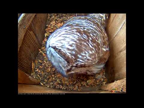 Barred Owl Female Preens While Incubating – Mar 6, 2017