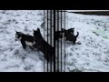 Siberian Husky dogs for sale: Flicka - Video 1