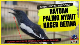 Download lagu Kacer Betina Memancing Kacer Jantan | Pancingan Jantan Agar Birahi Gacor Tarung Ngobra Dan Ngotot mp3 Download lagu Kacer Betina Memancing Kacer Jantan | Pancingan Jantan Agar Birahi Gacor Tarung Ngobra Dan Ngotot mp3