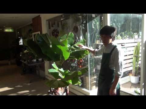 ドワーフパーム 植物