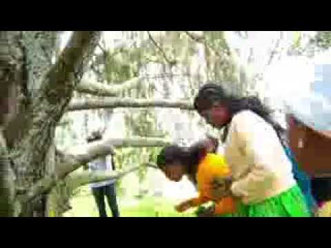 Sirbaa harawaa 2017/12/10