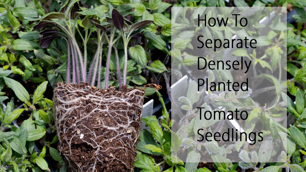 How to Separate and Divide Crowded Tomato Seedlings-2 Methods