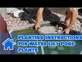 Care of Lilies : Planting Instructions for Water Lily Pond Plants