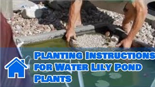 Care of Lilies : Planting Instructions for Water Lily Pond Plants