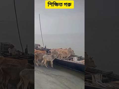 গরু নিজে থেকেই নৌকায় উঠতেছে #Educatedcow #Intelligentcow #Cowcanrideboat #viral #shorts