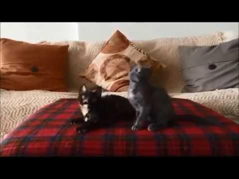 Kitten Jam - Two Kittens Actually Dancing To Heavy Metal Music