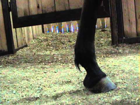 Happy Hoofer 911 (For Candace)