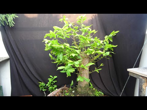 CÂY MAI LY RƯỢU NGÀY ẤY VÀ BÂY GIỜ RA SAO ?