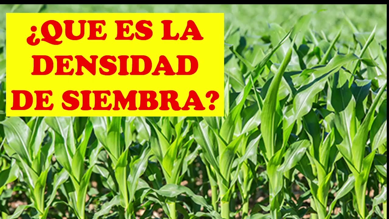 WHAT IS SOWING DENSITY IN CORN CROPS! SUCCESSFUL CULTIVATION! AGRONOMY