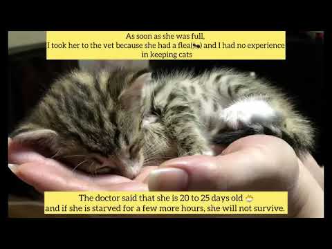 Your daily dose of funny animals #relaxmydog #funny #dogs #funnydogs #compilation