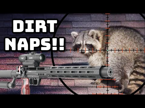 The Best Raccoon Hunting Footage!