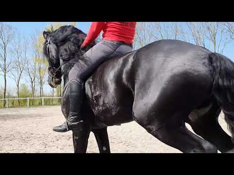 Stal Okkema's Boucke - Jouwe x Doaitsen - star stallion - L2 dressage - 2016