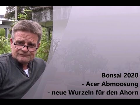 Bonsai 2020-42 - Dreispitzahorn - Acer buergerianum - Abmoosung - neue Wurzeln für den Ahorn