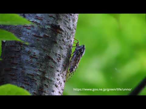 ヒグラシがオシッコをしてから鳴いた