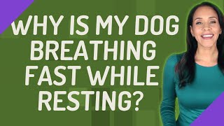 Why is my dog breathing fast while resting?