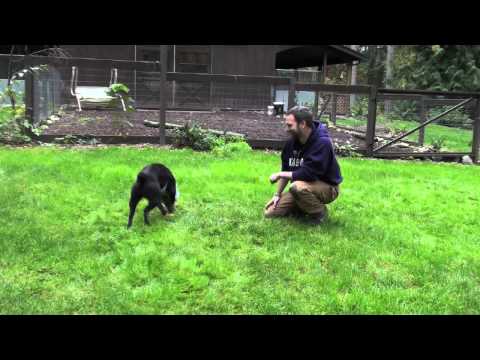 Washington Dog vs. Oregon Duck