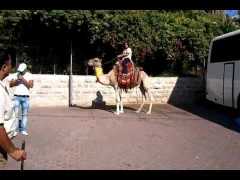 Camel Ride ( Israel 2011)