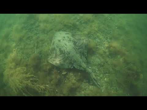 Raja undulata