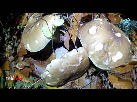 Великі,Старі Білі Гриби + Гриб 1,130 кг. Большие, Старые Белые Грибы + Гриб 1,130 кг