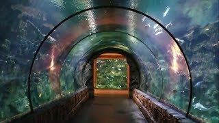 Kid Friendly Vegas: Shark Reef Aquarium Tour at Mandalay Bay Hotel &amp; Casino