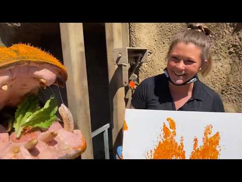 Home Safari - Hippo Fiona #2 - Cincinnati Zoo