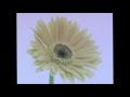 Citizen - Yellow Love (Official Music Video) 