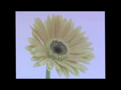 Video thumbnail for Yellow Love