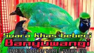 Download lagu Cucak ijo SUARA KHAS BEBECI full sambung TEMBAKAN sniper tengkek mp3