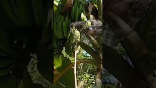Download lagu cara menangkap burung pipit mp3 Download lagu cara menangkap burung pipit mp3