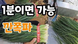 깐쪽파 1분이면 1단 ! 쪽파 탈피기 대~박