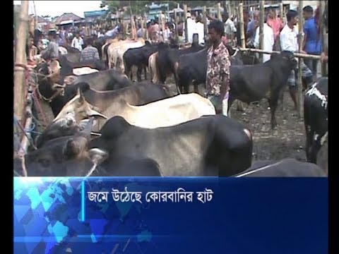 জমে উঠেছে কোরবানির হাট
