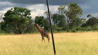 preview picture of video 'Giraffes crossing road in Masai Mara close to sand river'