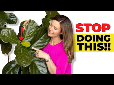 Top 7 Fiddle Leaf Fig Mistakes To Avoid | Fiddle Leaf Fig Plant Resource Center