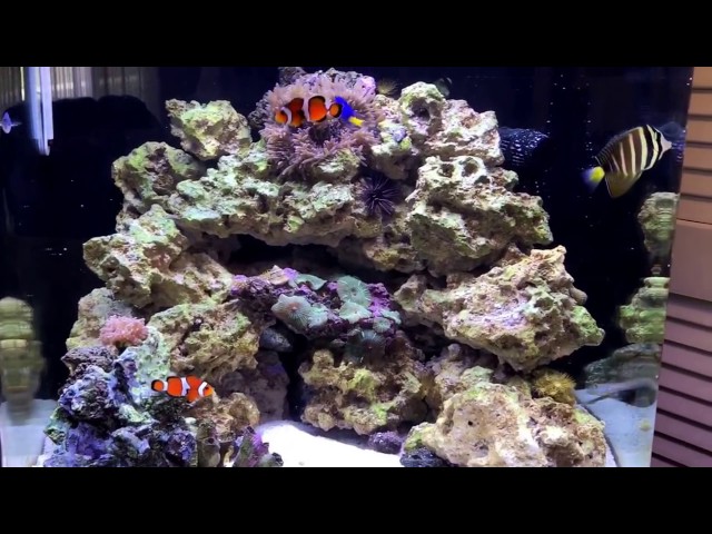 LED Biocube 32 Review - Reef Tank