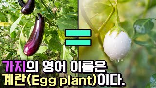강아지풀은 좁쌀이고...