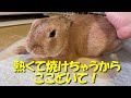 うさぎが冷え性？意地でもストーブの側から動かないウサギがこちらです。　 no.494