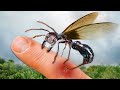 STUNG By The Most Painful Insect In The Animal Kingdom