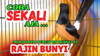 Download lagu Pancingan PAGI-PAGI AGAR MURAI GACOR❗sekali coba murai DIAM langsung BUNYI mp3