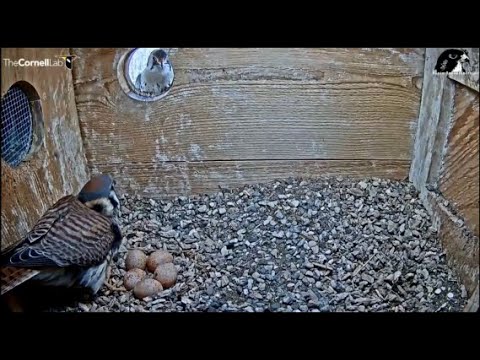 Cornell American Kestrel ~ Female Lays Egg #5! COG ~ Male Kestrel Incubates & Brings A Snake 4.20.20