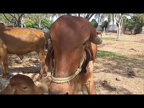 download lagu mp3 mp4 Holy Gau, download lagu Holy Gau gratis, unduh video klip Holy Gau