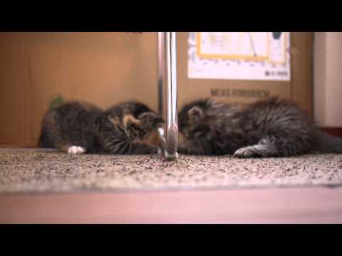 Murphy and Pixie sparring