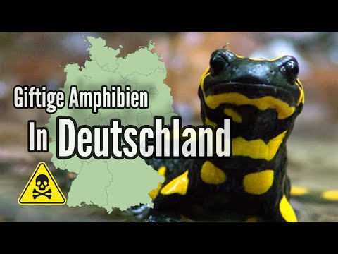 Achtung ! Giftige Amphibien in Deutschland / mit Martin Maschka