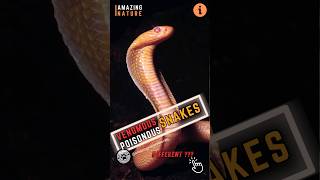 Venom vs Poison 🐍 What’s the Difference and Why Does It Matter?